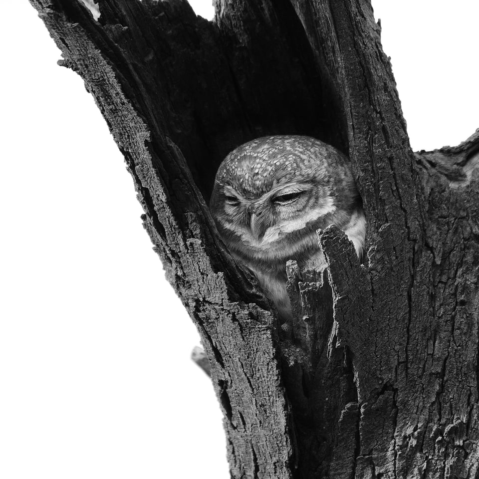 Owl inside branch converted to Black and White in Photoshop