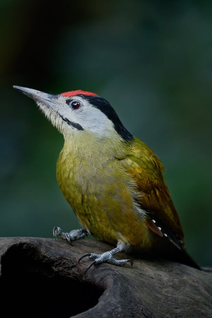 GreyBackedWoodpecker