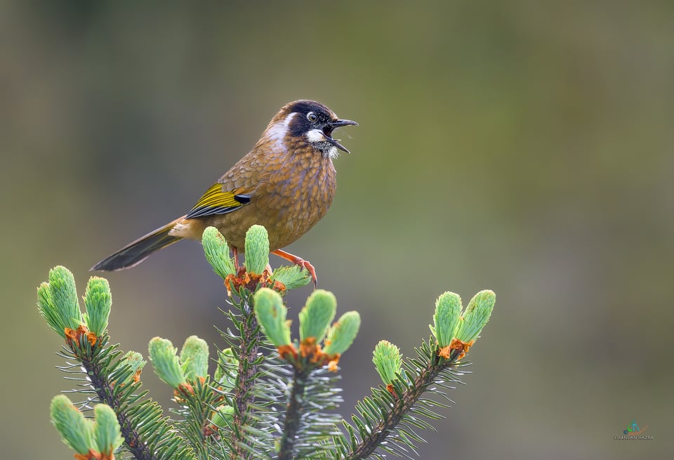 Black Faced Laughingthrush