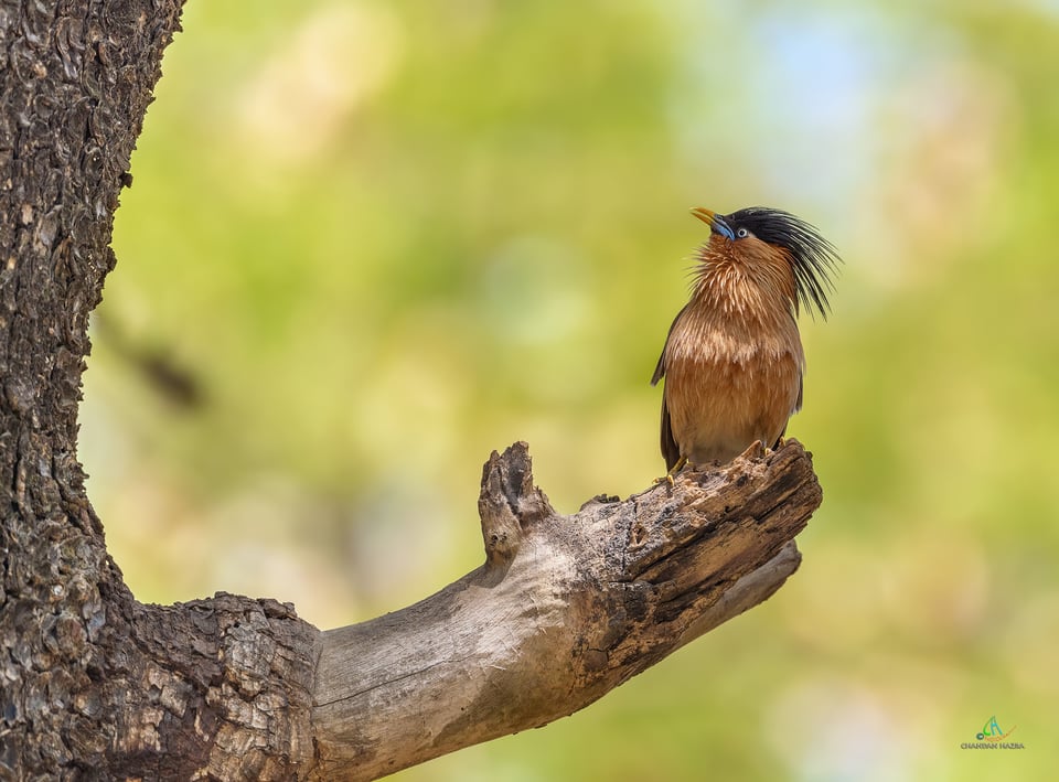 Brahminy Starling on nature's grip