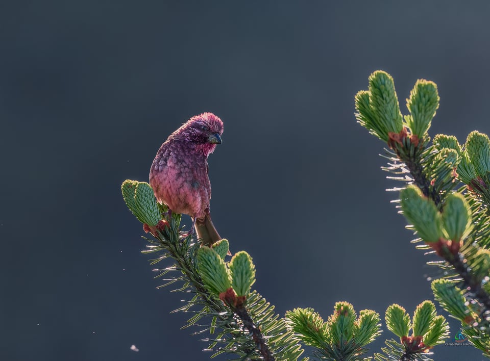 Dark Breasted Rosefinch