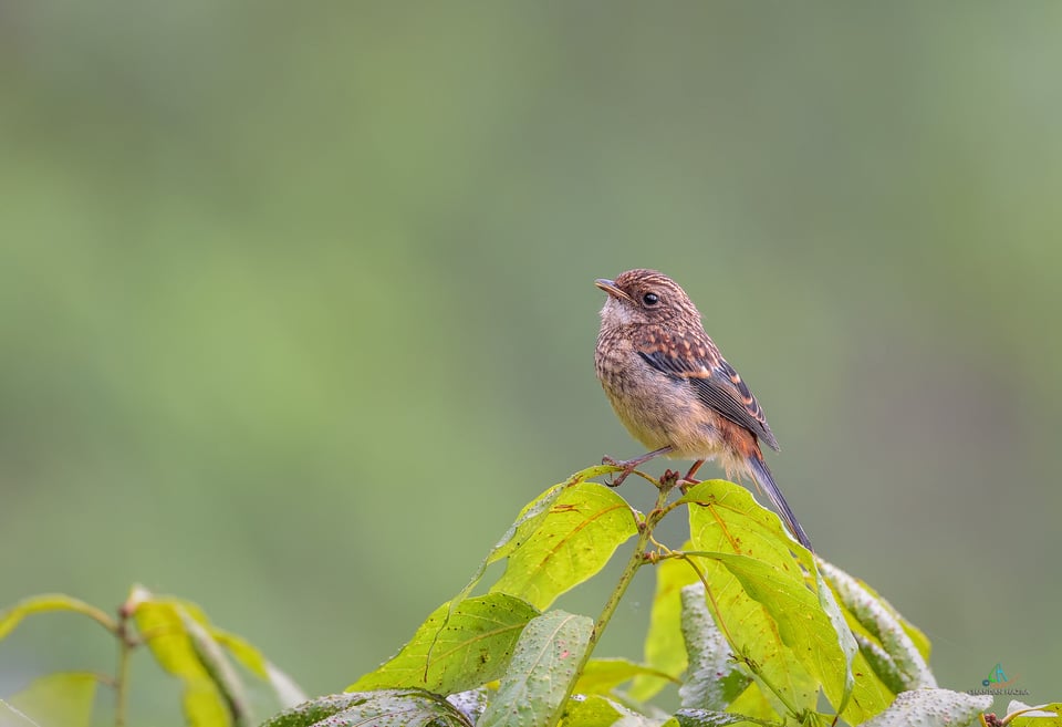 Grey Bushchat (Female)