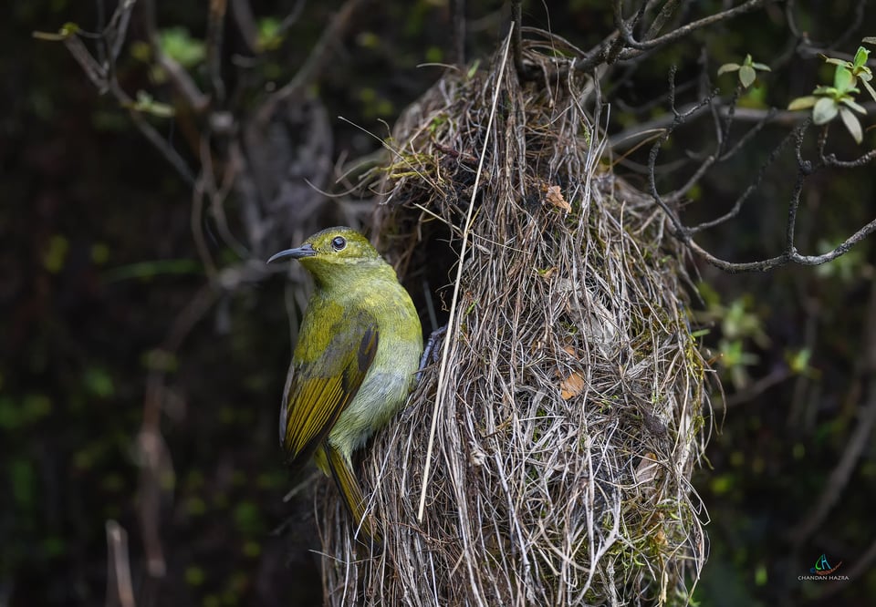 Fire tailed Sunbird (Female)