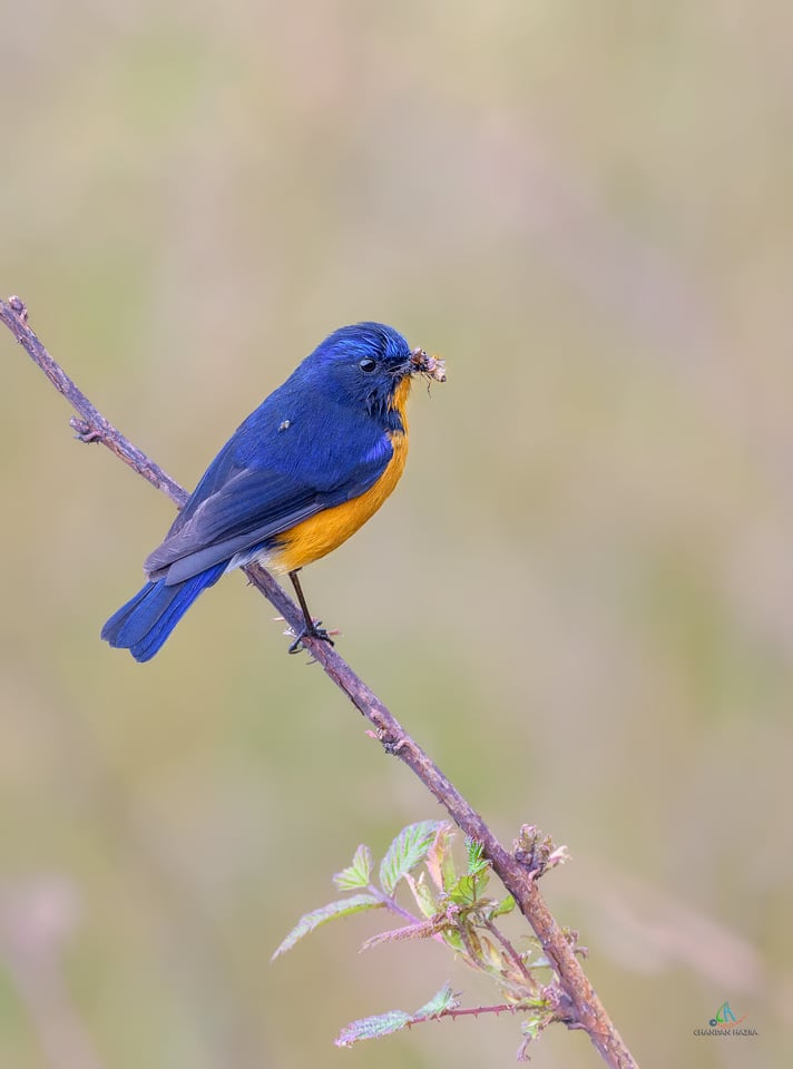  Rufous-breasted Bush Robin