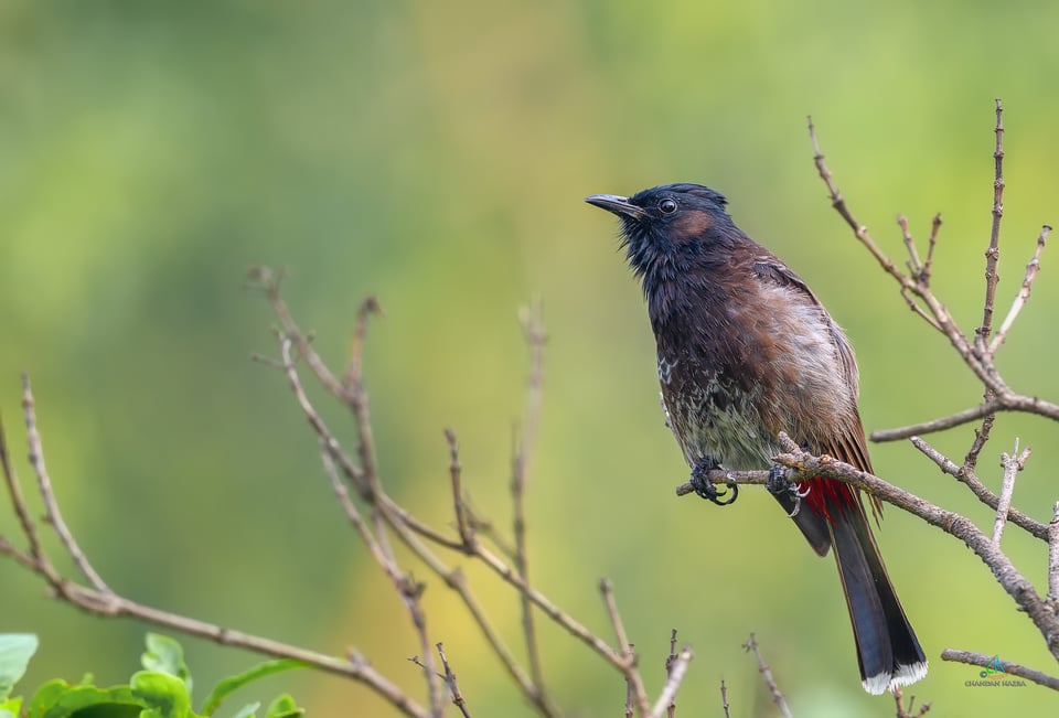 Red Vented Bulbul