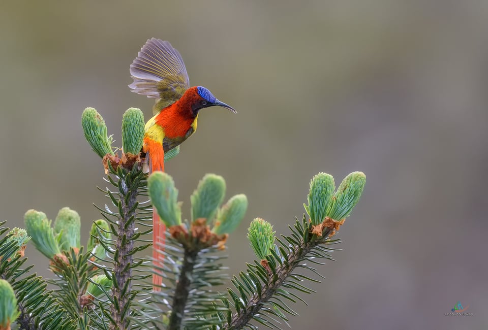 Fire tailed Sunbird (Male)