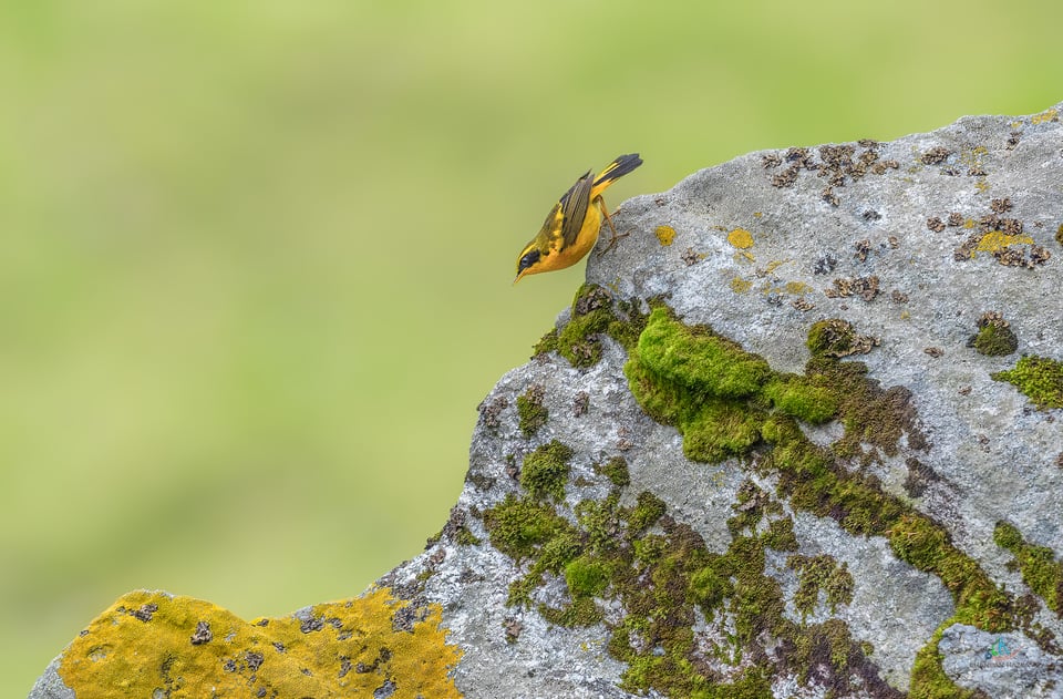 Golden Bush Robin