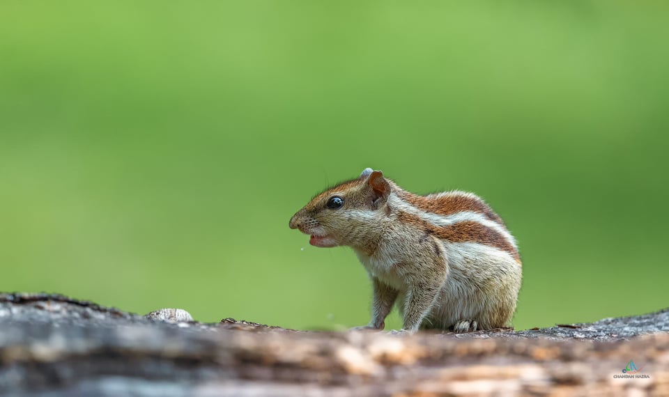 Indian Palm Squirrel