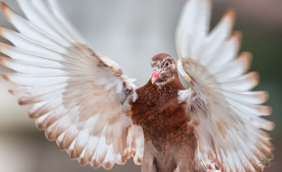 Rock Pigeon super-close action