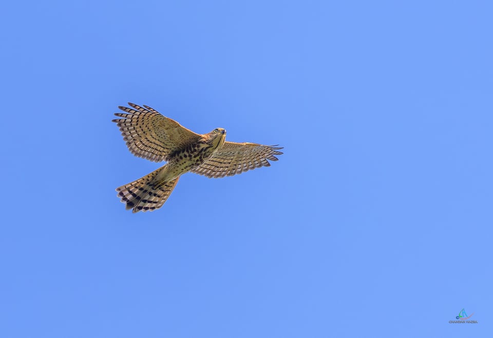 Shikra in flight