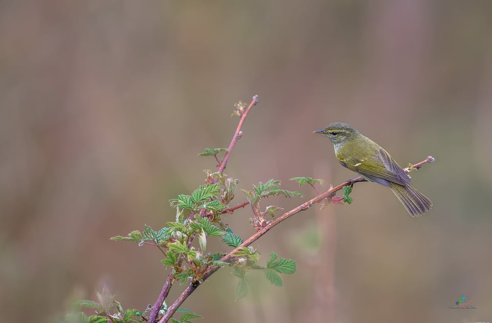 Greenish Warbler