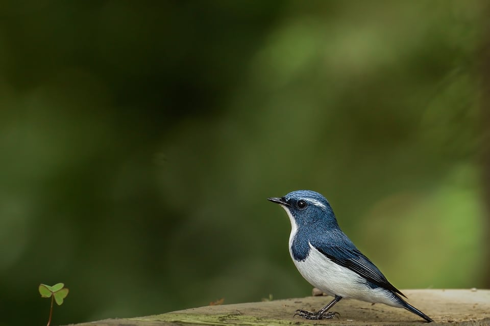 UltramarineFlycatcher