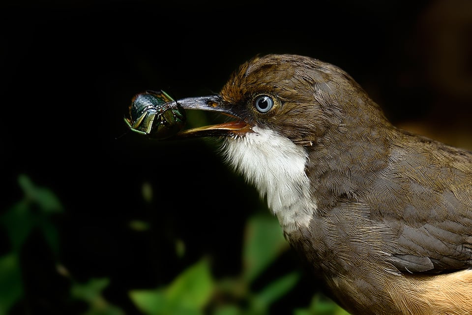 WhiteThroatedLaughingThrust