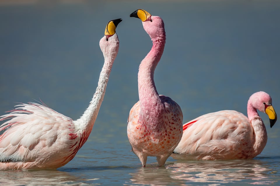 Laguna Hedionda Flamingos play in the water in Bolivia.