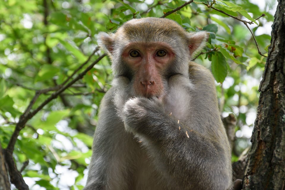 This monkey is doing the 'speak no evil' pose in Zhangjiajie, China. Taken with the Nikon D3500 DSLR.