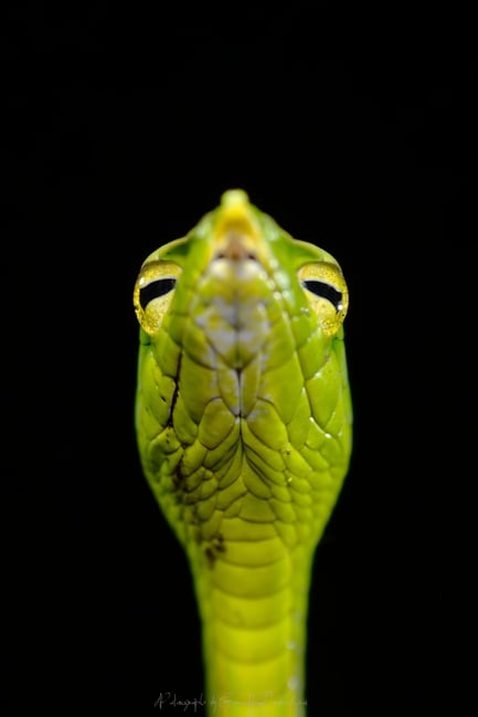 Green Vine Snake - Ahaetulla nasuta