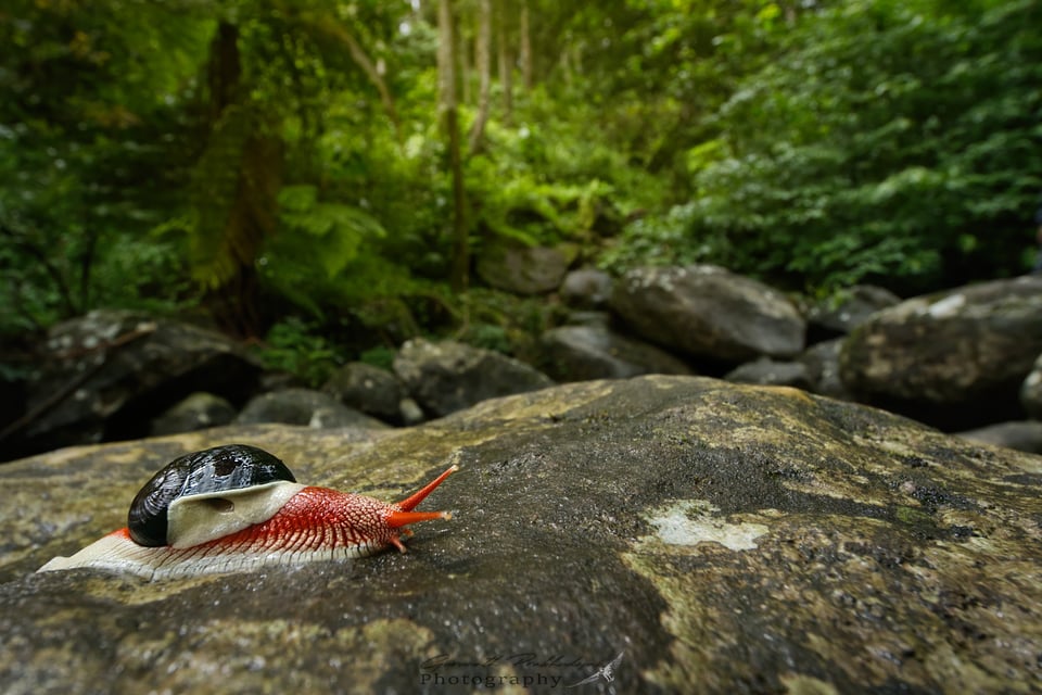 Indrella ampulla - wide angle habitat shot