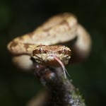 Malabar Pit Viper - Trimeresurus malabricus (Brown morph)