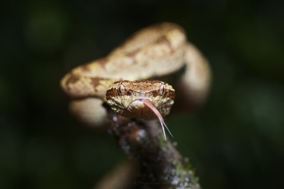 Malabar Pit Viper - Trimeresurus malabricus (Brown morph)