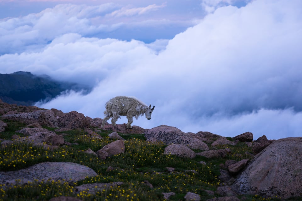 This photo of a goat on Mount Evans uses the longest possible shutter speed that doesn't introduce motion blur.