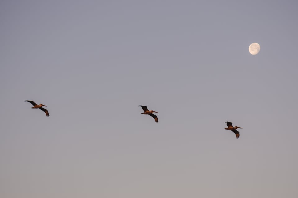 Local sharpening was very important to this photo, allowing me to emphasize the pelicans and moon without adding noise to the sky in the background.