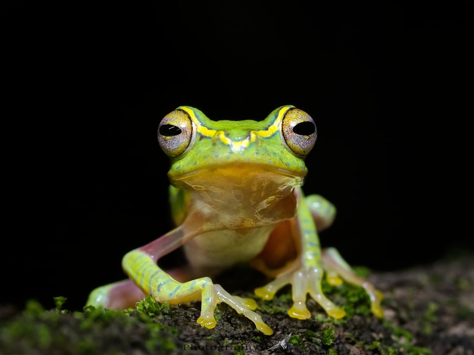 Small Tree Frog - Rhacophorus lateralis