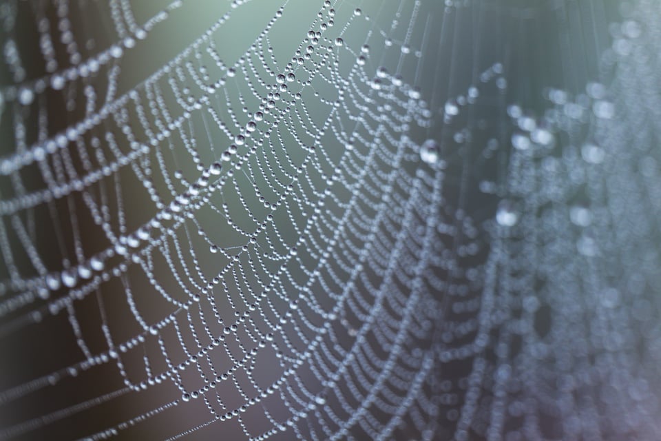 An image of a spider web, captured in aperture priority mode