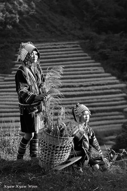 Harvest Time in the Golden Triangle