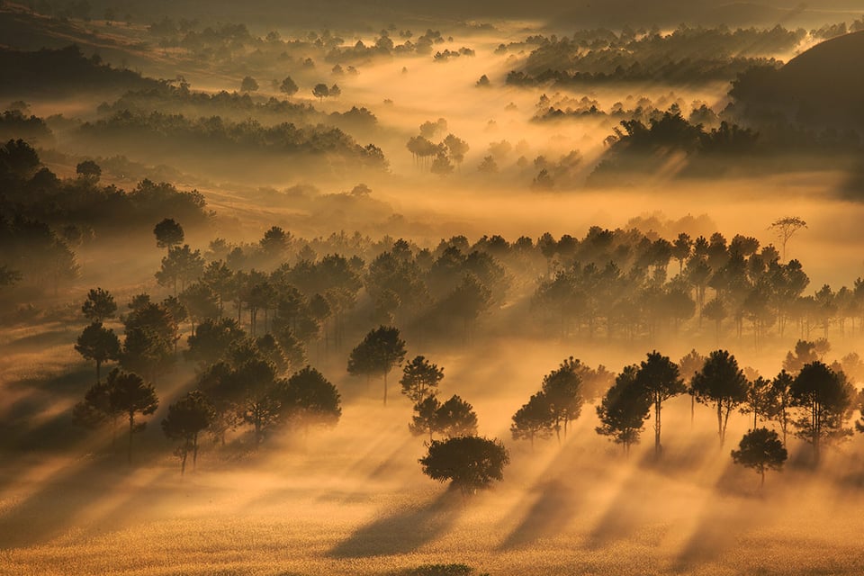 Trees, Light, Mist – Central Shan State