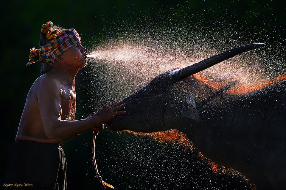 Buffalo Shower – Shan State