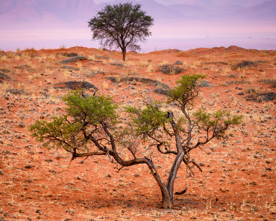A forest in Namibia