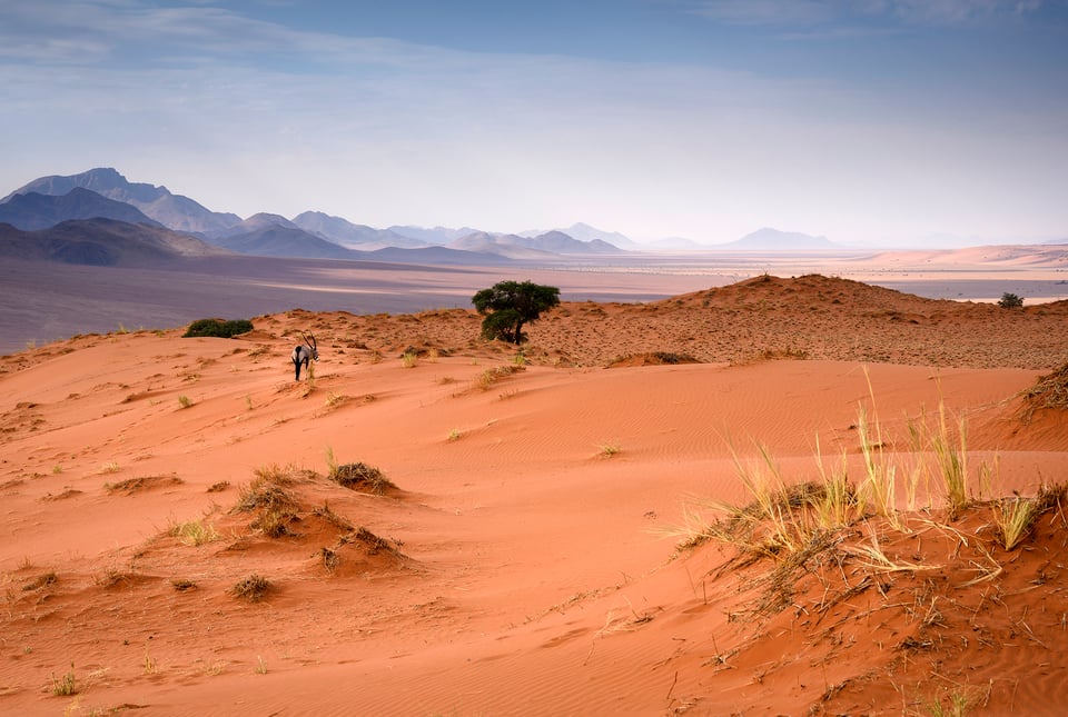 Lone oryx departing into an empty landscape.