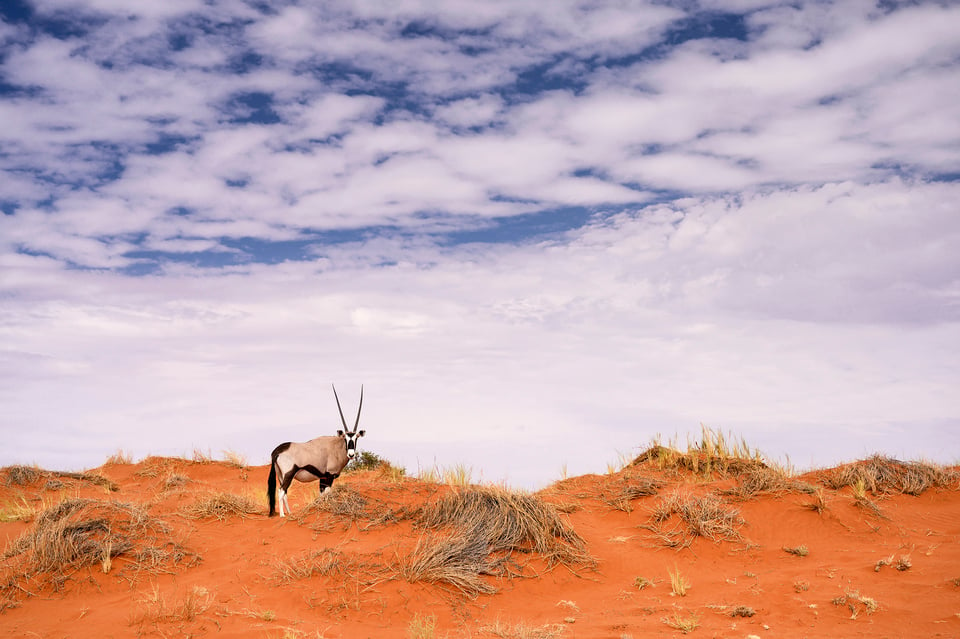 Onyx in the Desert