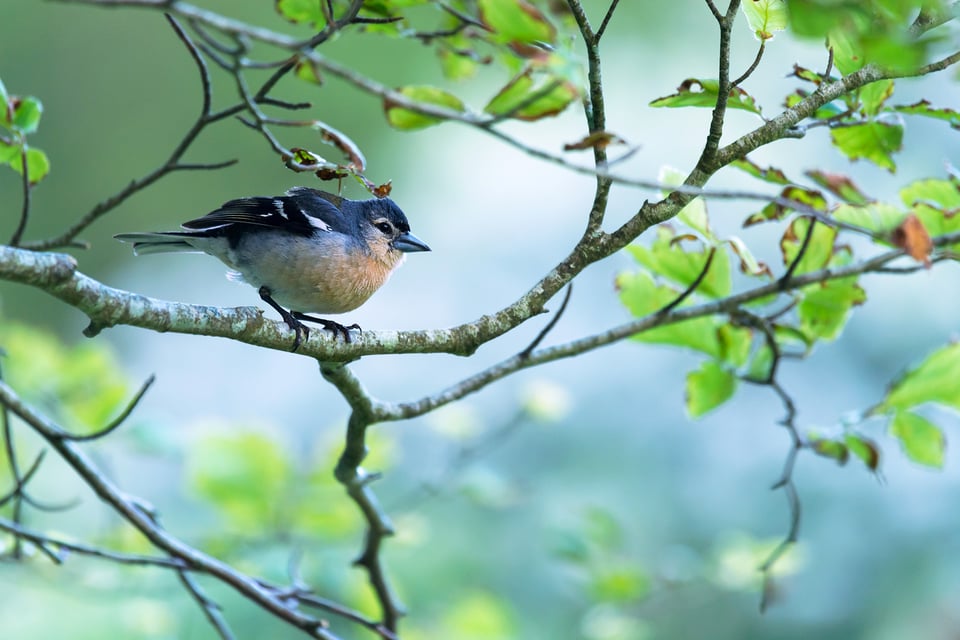 A bird of São Miguel Island, Azores