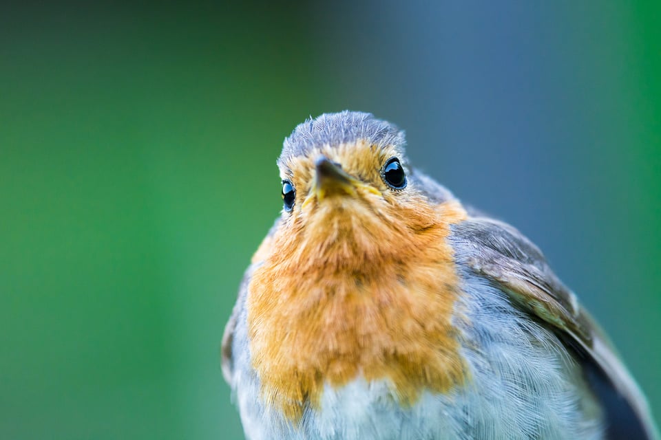 Robin bird at São Miguel Island, Azores