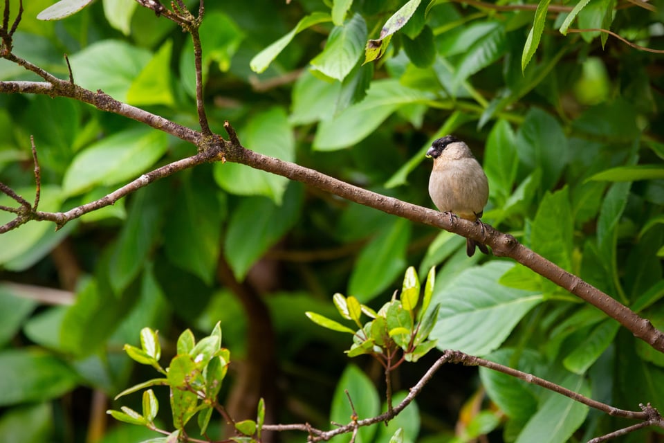 Bird perched on a tree, São Miguel Island, Azores