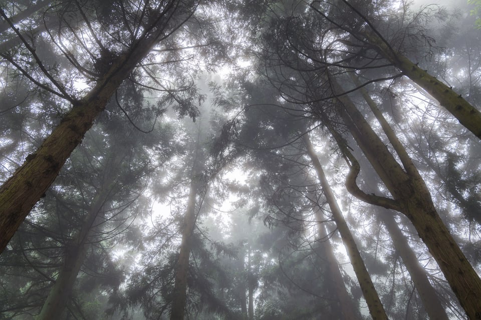 This photo shows a forest in China with a strong fog.