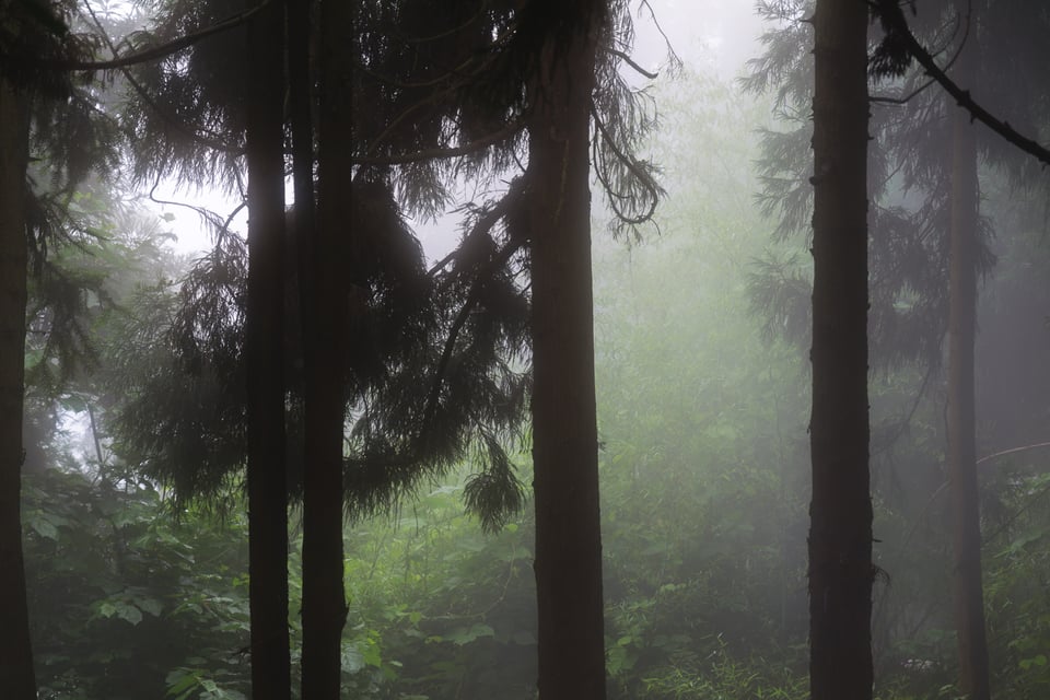 Trees in fog in China's Zhangjiajie National Forest Park. Taken with the Panasonic Lumix S1R and 24-105mm f/4 lens.