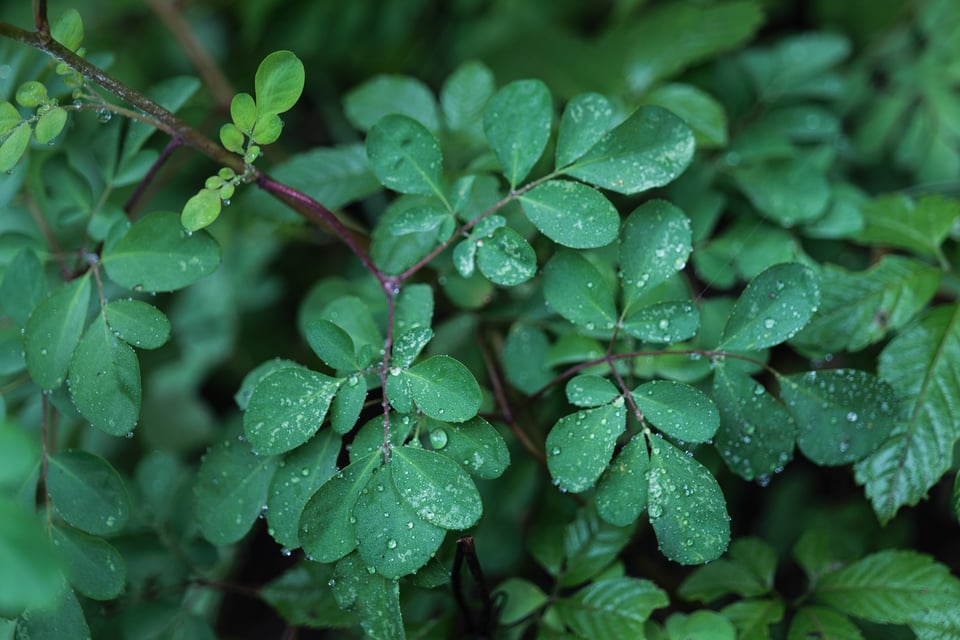 This close-up photo shows a plant with water droplets. I took it with the Panasonic S1R and 24-105mm f/4 Macro lens.