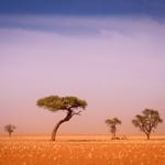 Trees-in-Namib-Desert