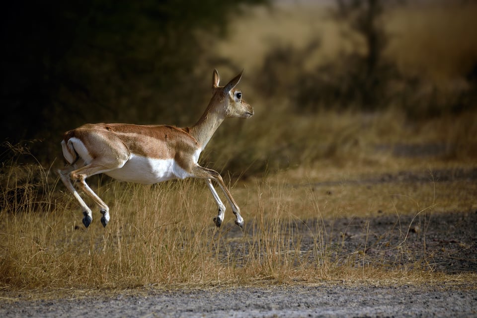 DSLRs will remain popular for sports and wildlife photography for a long time, thanks in part to their autofocus systems. This photo of a deer shows a situation where DSLRs have a distinct advantage over mirrorless.