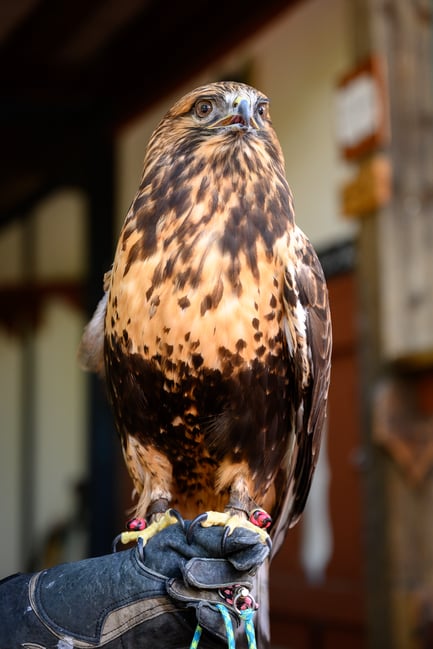 Renaissance Festival #2