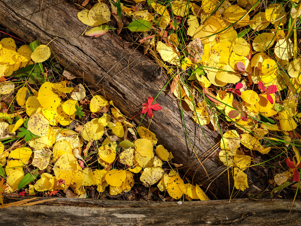 Aspen Leaves - Fall Colors