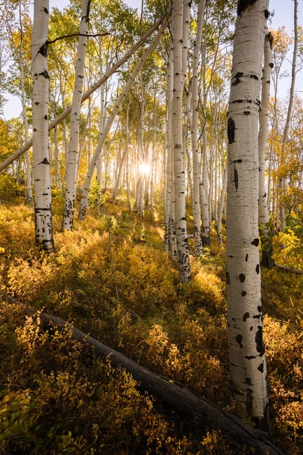 I took this photo of backlit aspen trees in Colorado using the sharp, lightweight Nikon 24-70mm f/4 S.