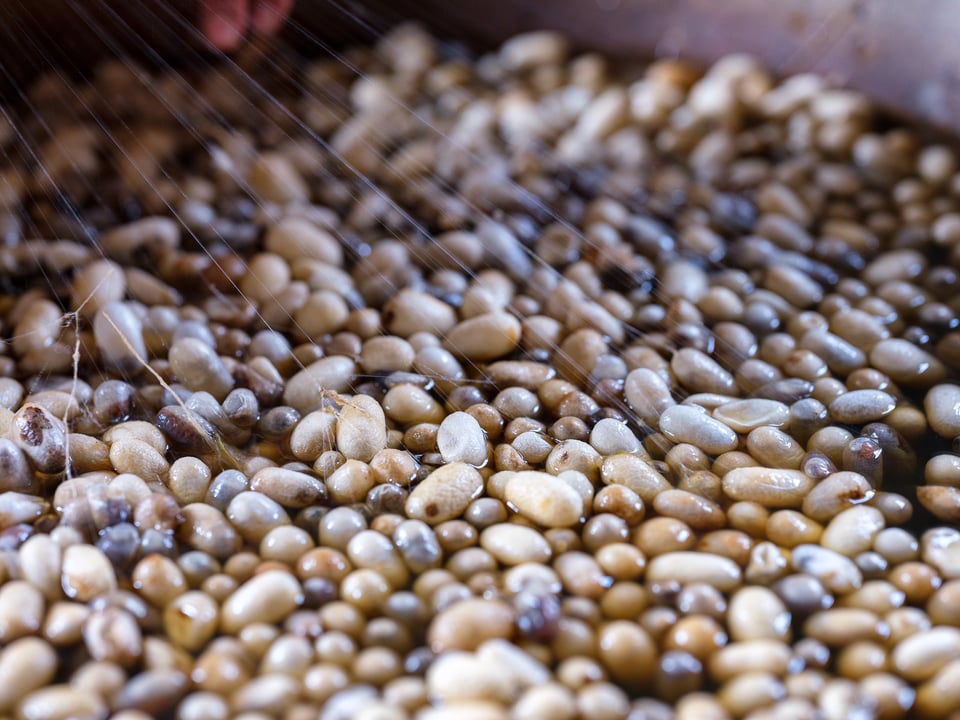 Silk cocoons in Margilan, Uzbekistan