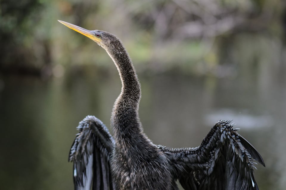 In Florida, there's rarely snow, but winter can still be an amazing time for photography thanks to an increase in wildlife activity.