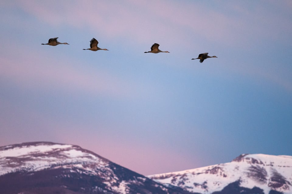 Animals tend to migrate during the winter months. If you live in an area near the migration, you can capture some amazing wildlife photos.