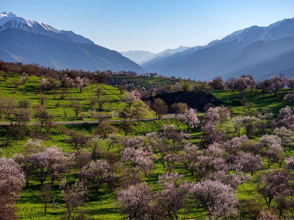 An image of trees and mountains in spring, Uzbekistan