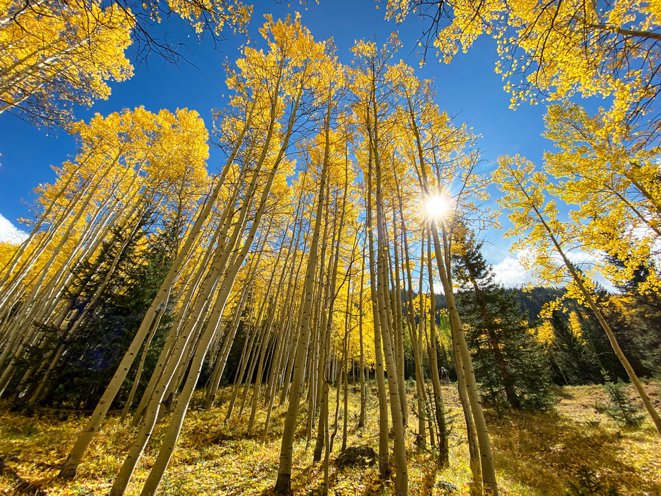 Fall Colors with Sun Stars