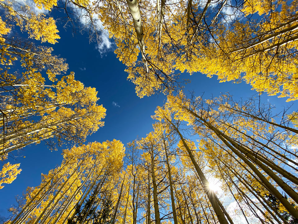 Aspen in Fall Colors